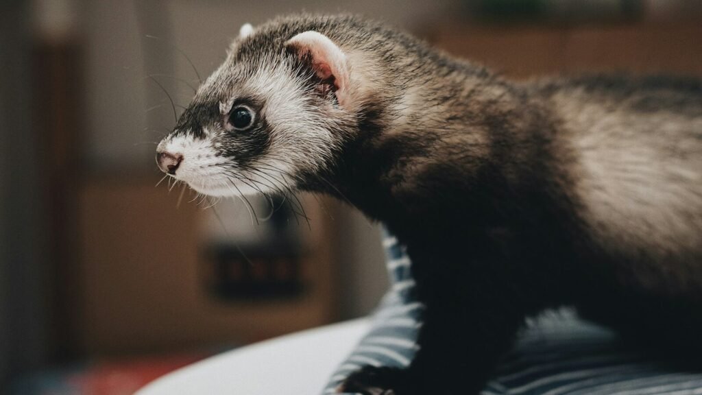Close-up of a brown and white ferret, showcasing its inquisitive expression and dark eyes.