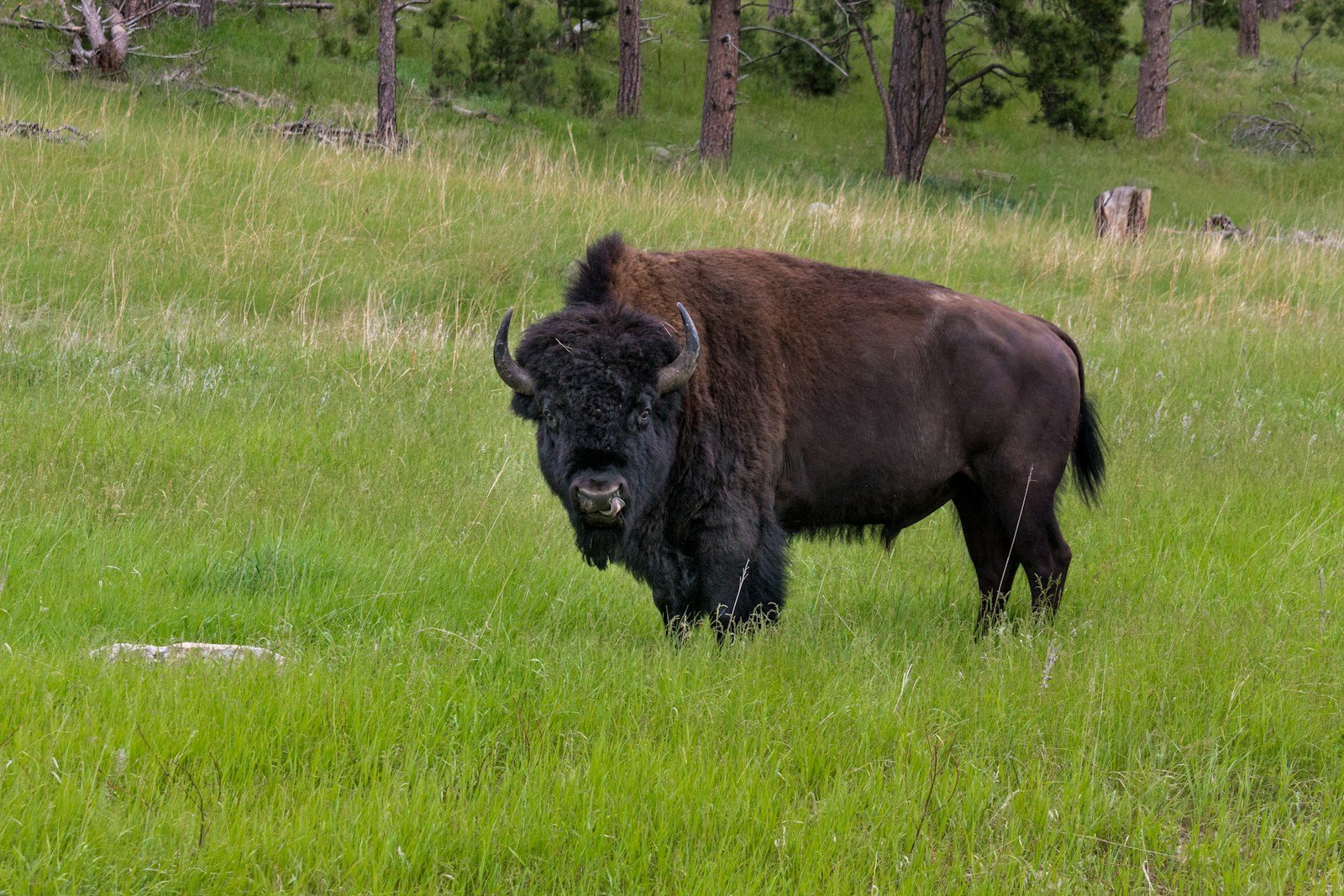 How to Safely View Bison Without Getting Too Close