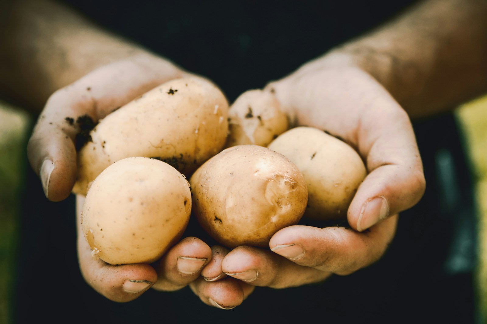 The Potato’s Dark Journey: From Andean Staple to Irish Tragedy