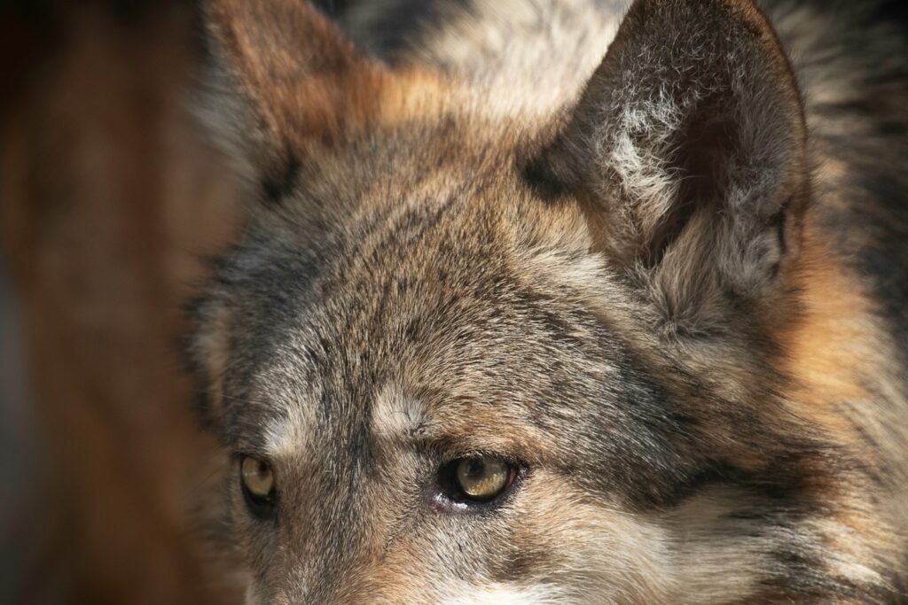 a close up of a wolf's face with a blurry background