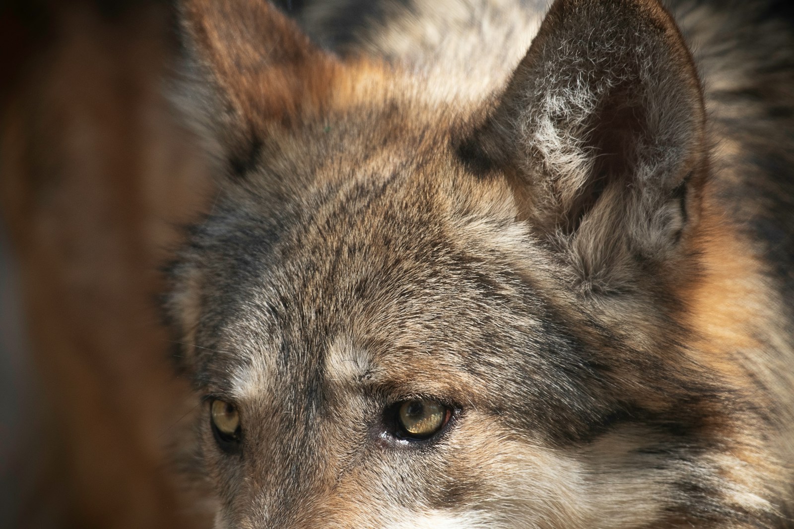 The Ongoing Debate Over Wolf Hunting in the U.S.