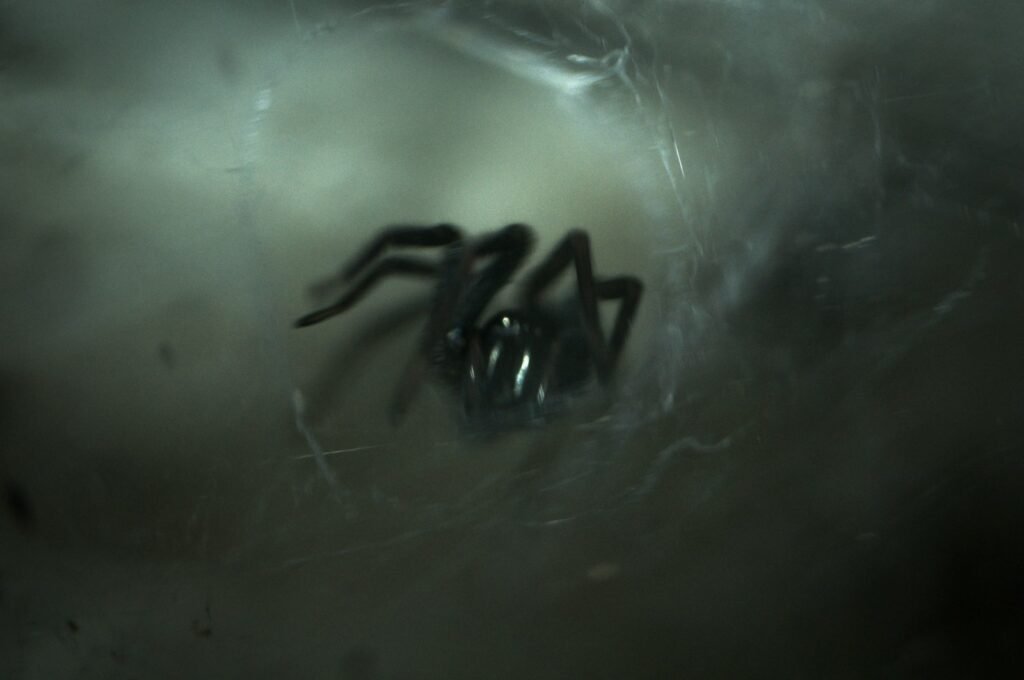 black spider with web