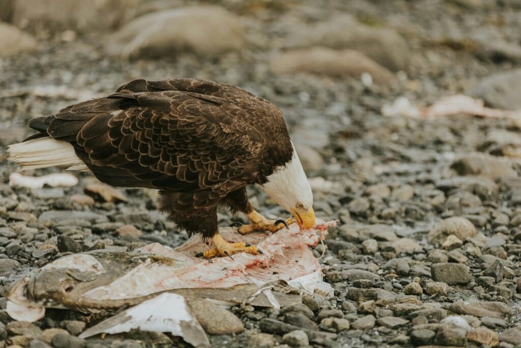 A bald eagle eating a fish on the ground