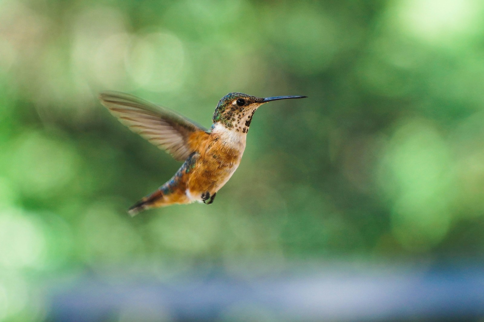 How Climate Change Is Pushing Hummingbirds Higher Into the Rockies