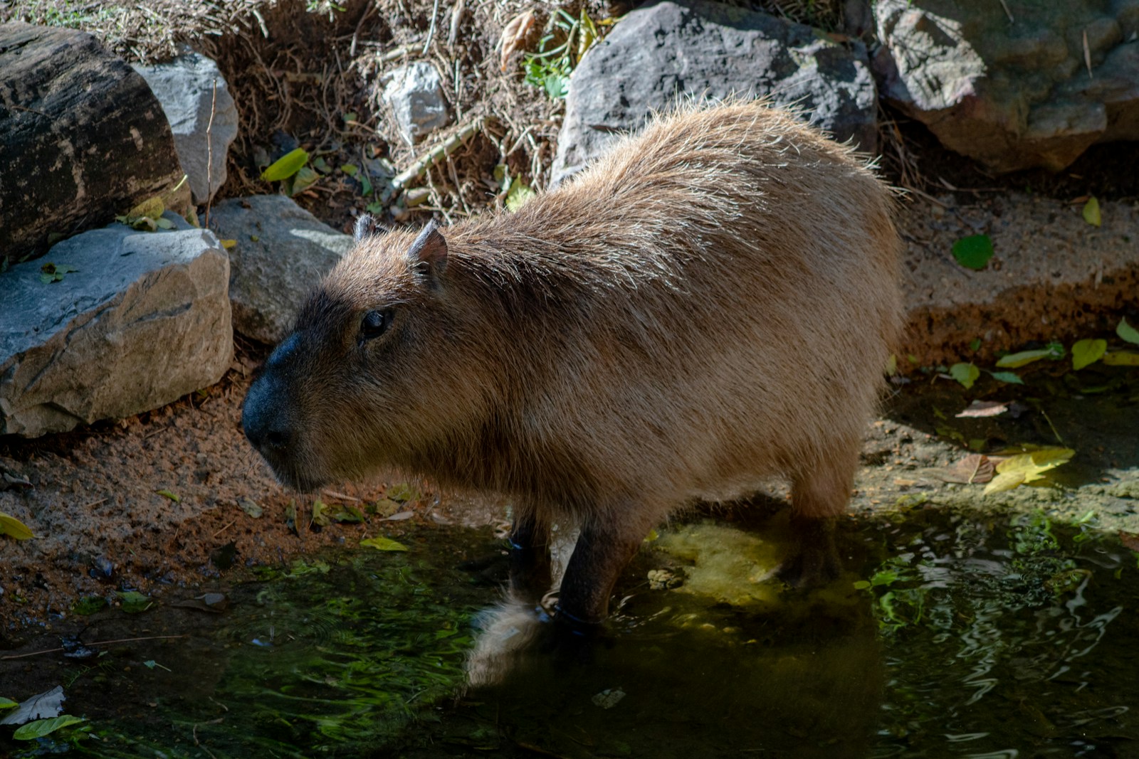 The Largest Rodent in History – The Prehistoric Mega-Capybara