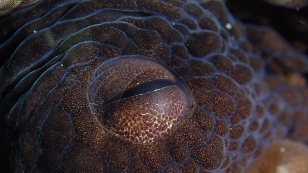 a close up of an octopus's eye