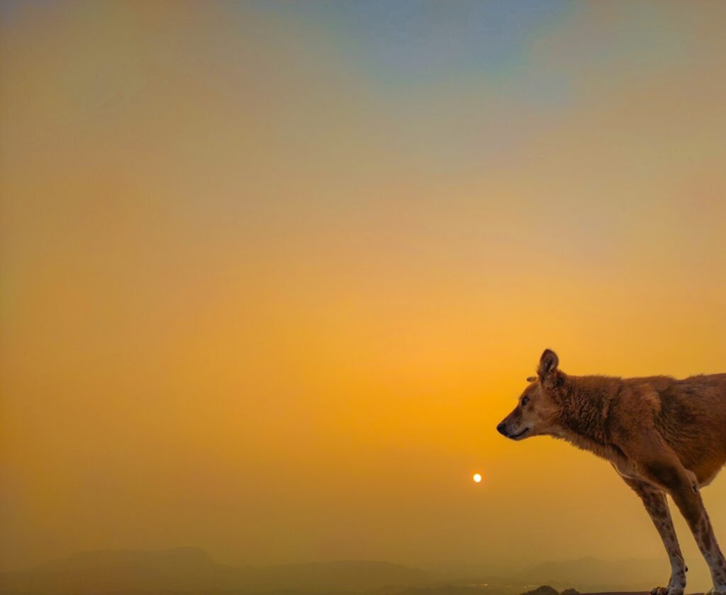 a lone wolf standing on a rock at sunset