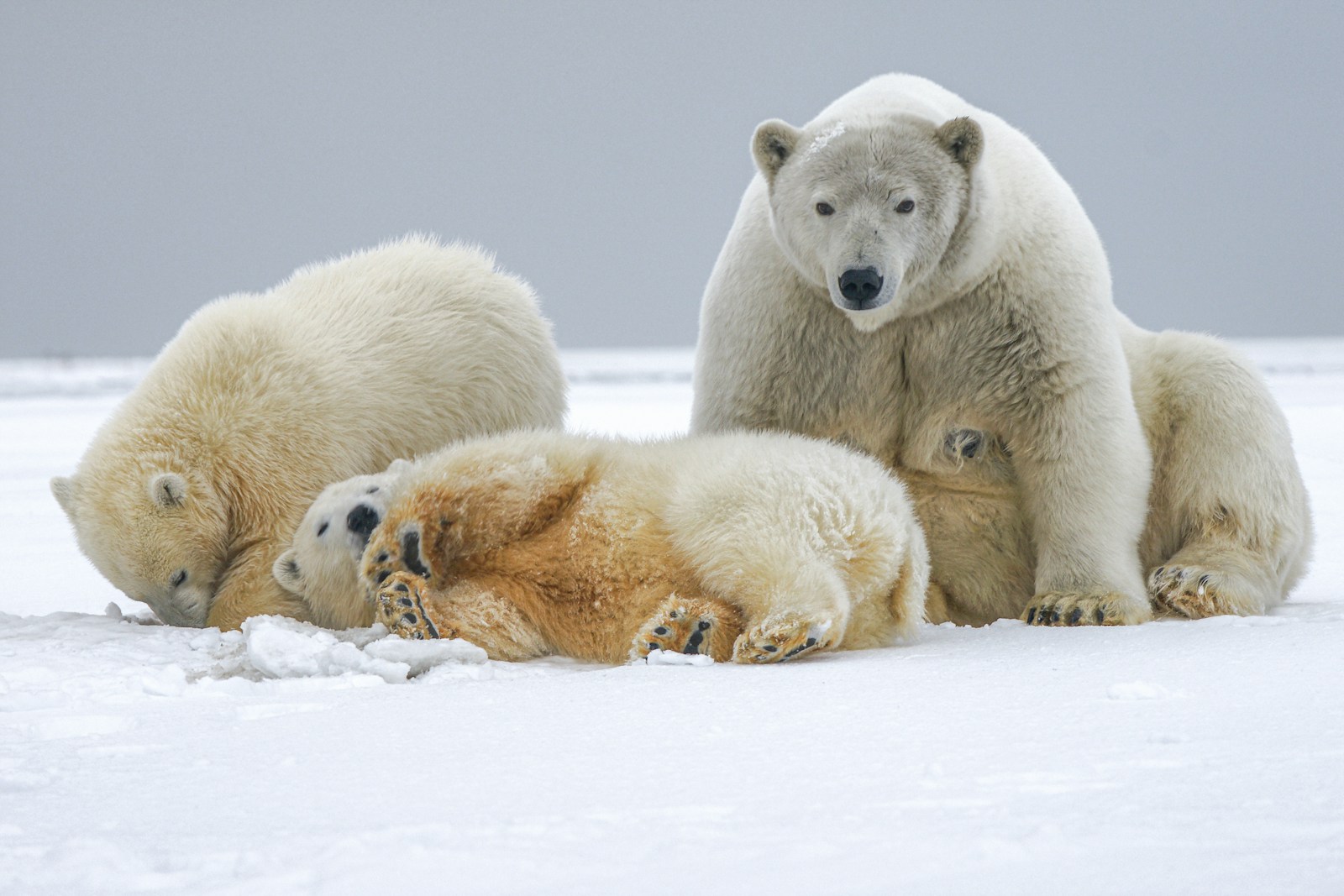 Alaska’s Most Extreme Animals That Survive the Frozen North