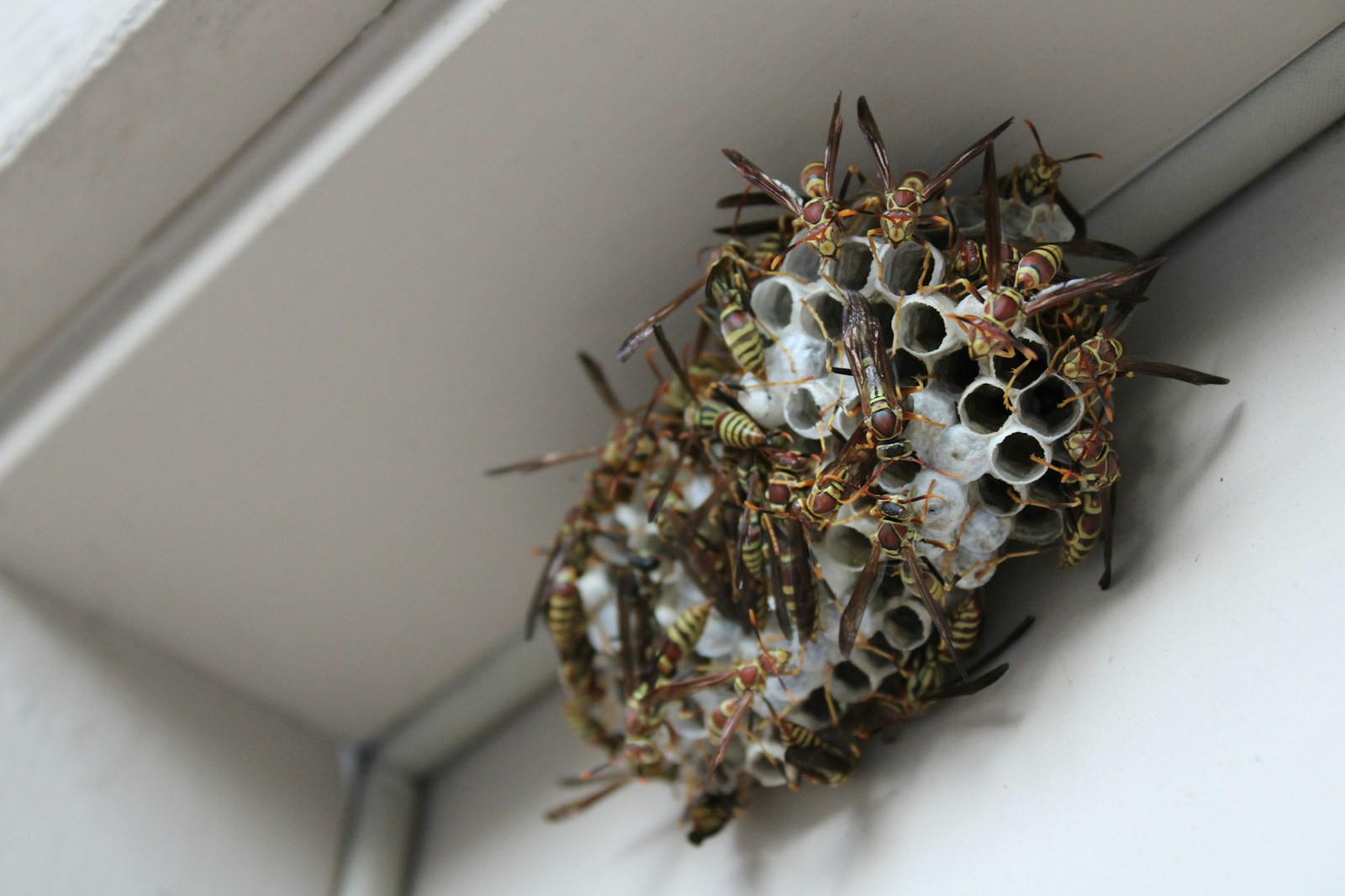Why Some Wasps Are Essential for Healthy Ecosystems