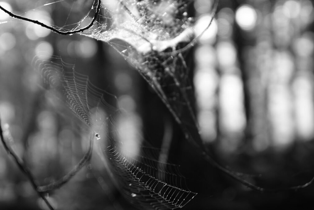 grayscale photography of spiderweb