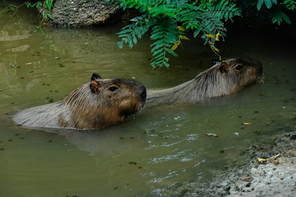 A couple of animals that are in some water