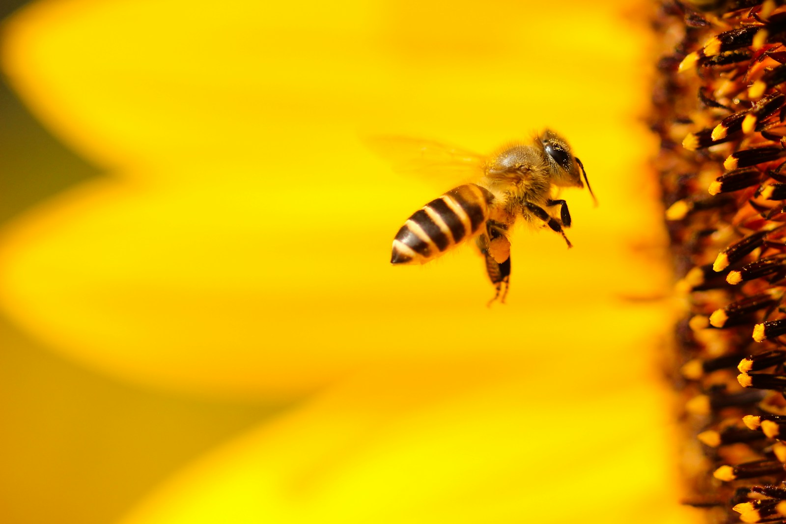 Bees Can Count – and Recognize Human Faces