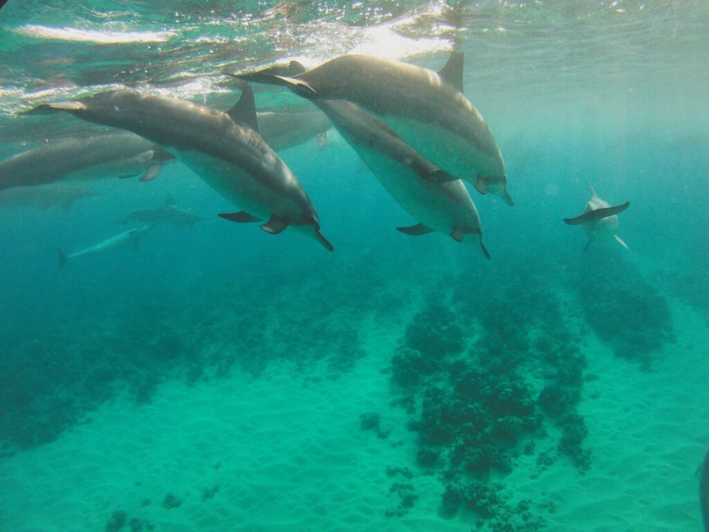 a pod of dolphins in their natural habitat