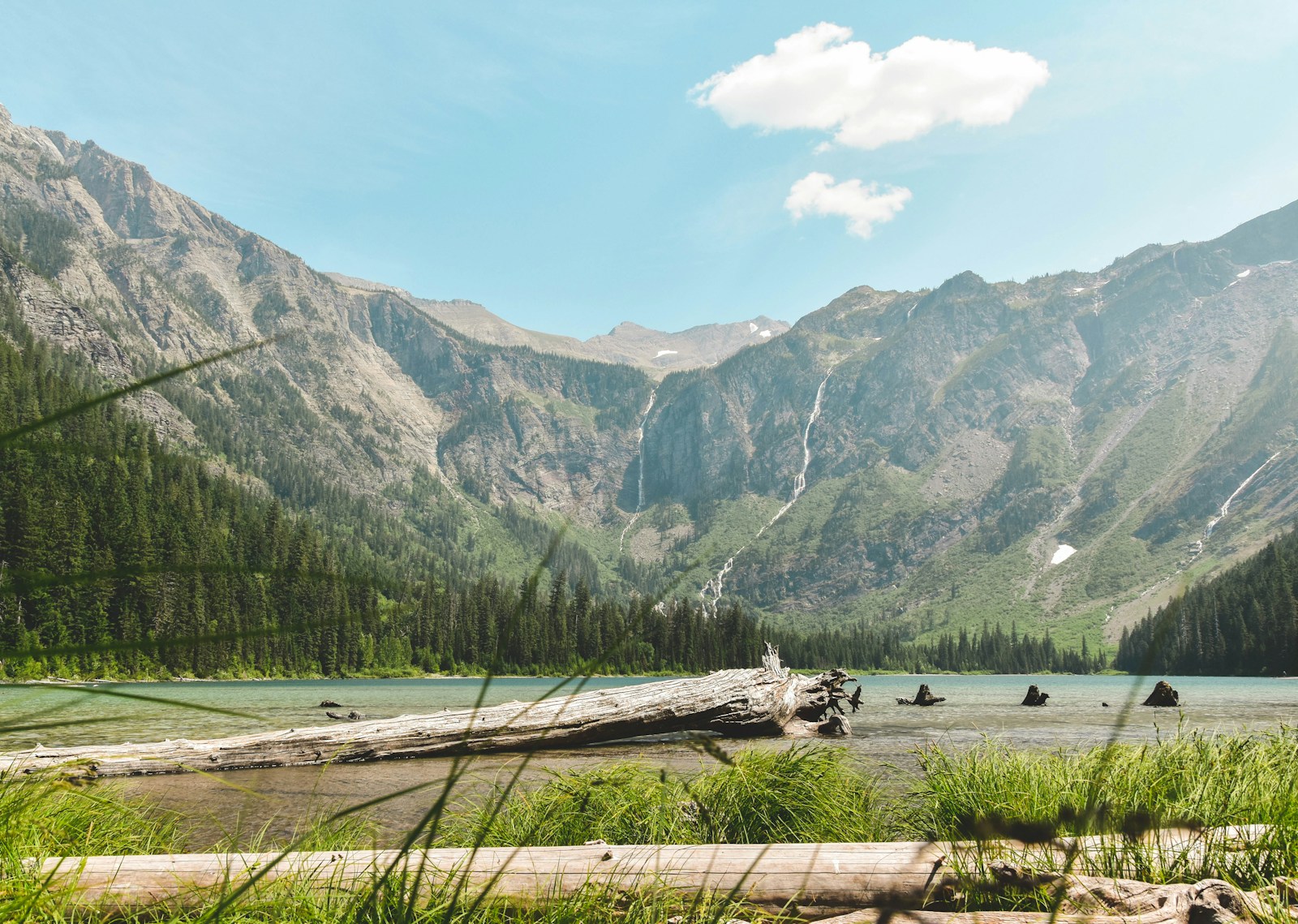 These Iconic Animals Define Montana’s Wilderness