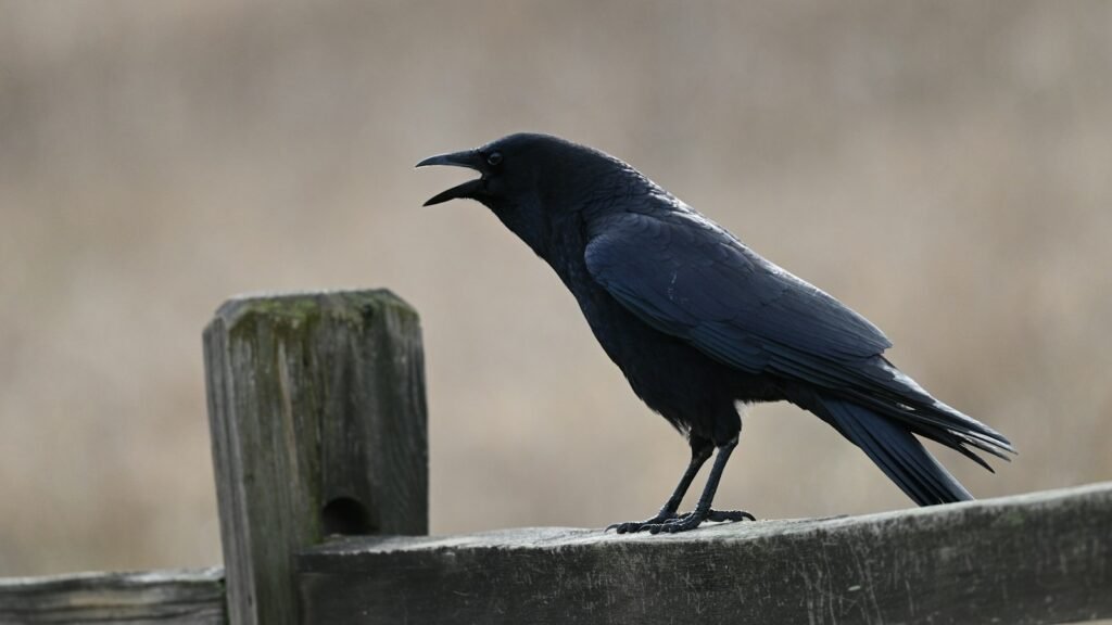 A black crow perching on a wooden fence, cawing in daytime.