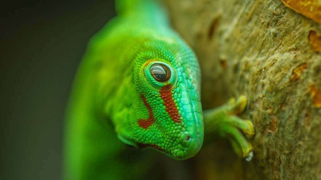 Green and blue lizard on a brown tree branch.