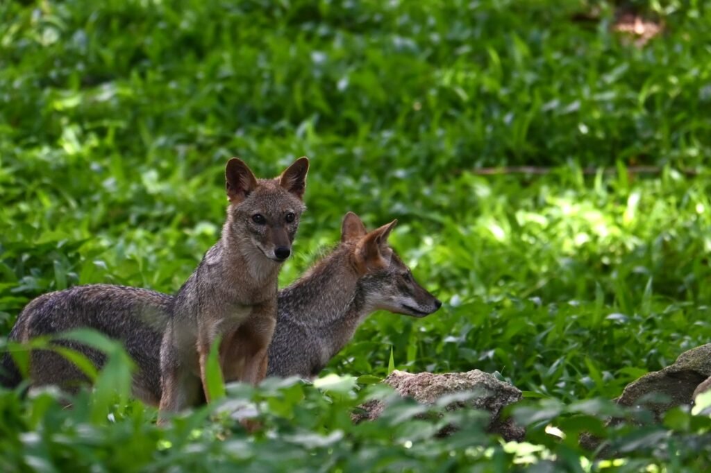 A couple of deer standing next to each other on a lush green field