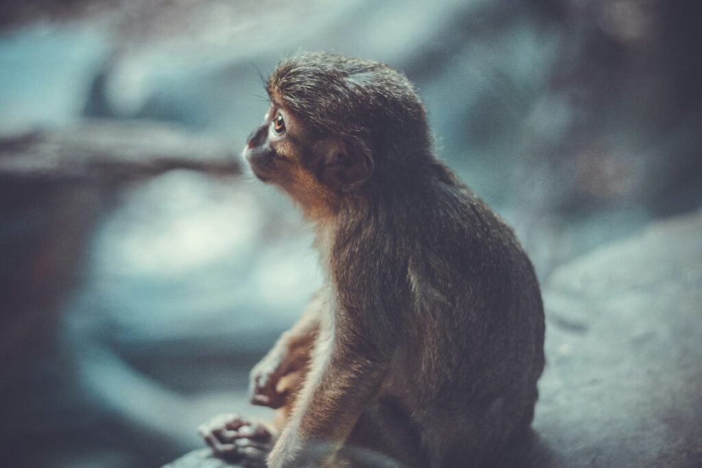 shallow photography of monkey sitting on grey stone looking elsewhere