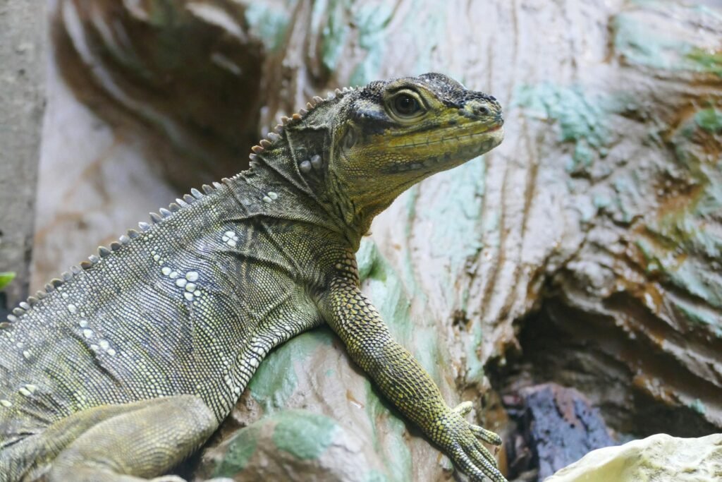 a close up of a lizard on a rock
