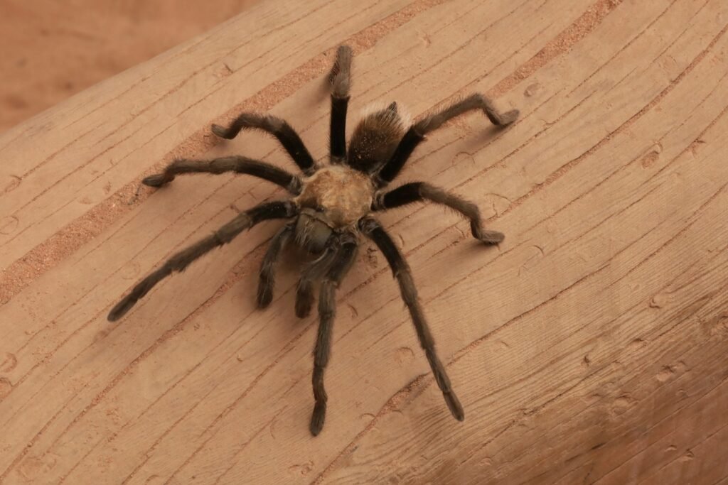 a spider on a wood surface