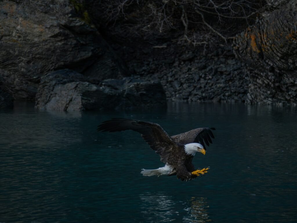 An eagle swoops down over dark blue water.
