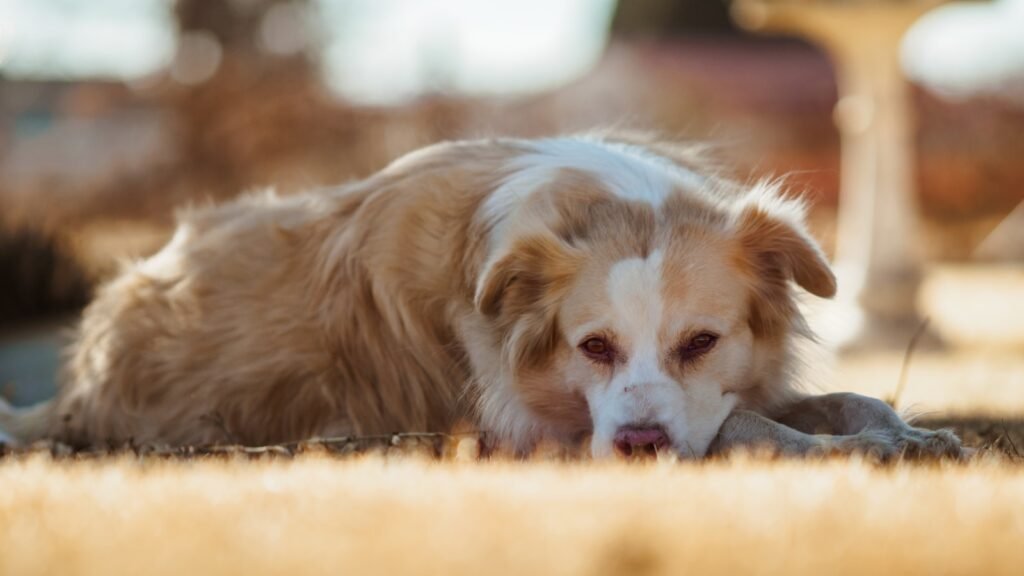 white and brown long coated dog lying on brown textile