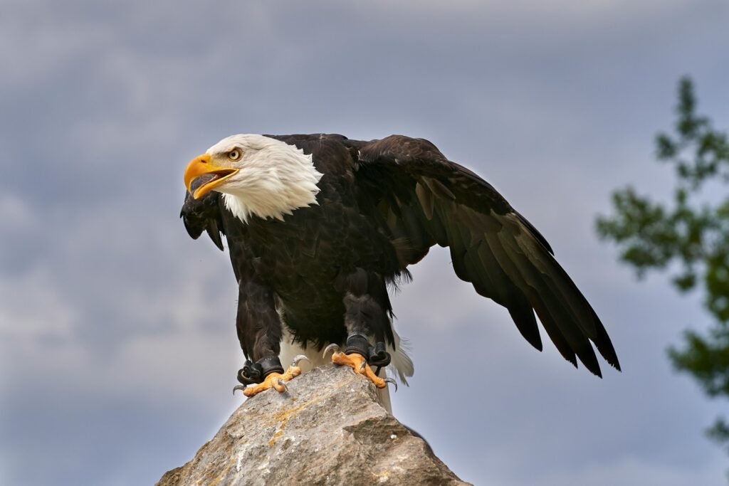 black and white eagle flying under white clouds during daytime