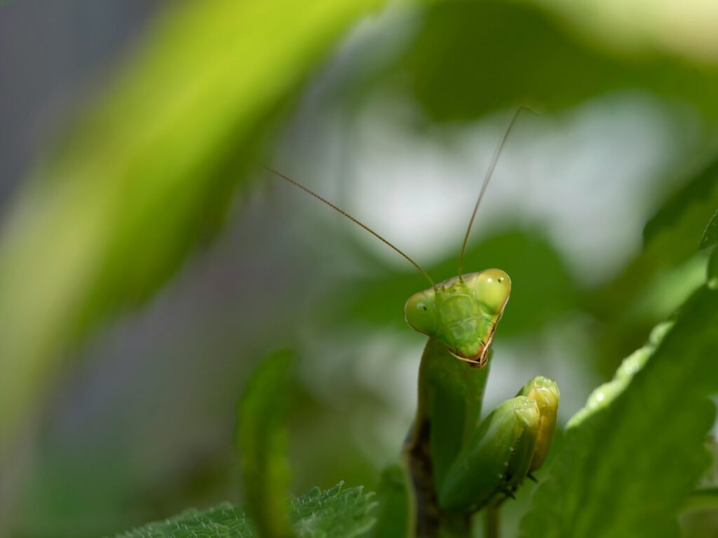 a close up of a green insect on a leaf