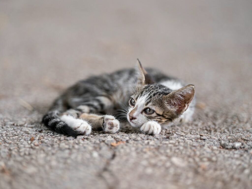 a small kitten laying on top of a carpet