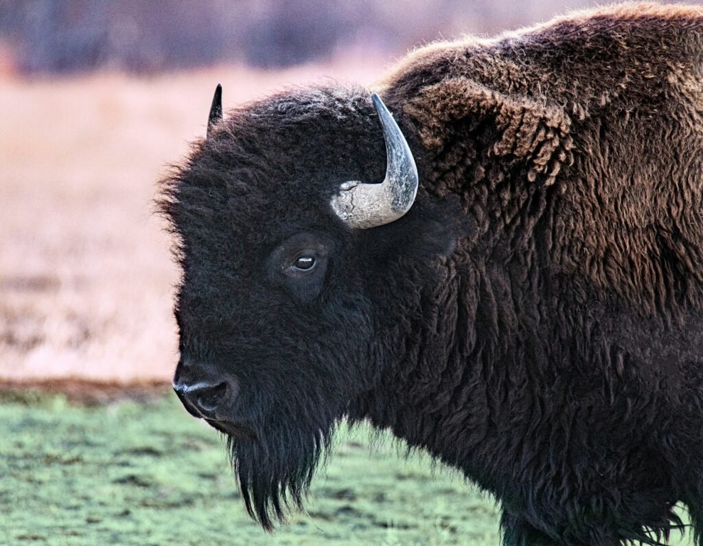 black bison on green grass field during daytime