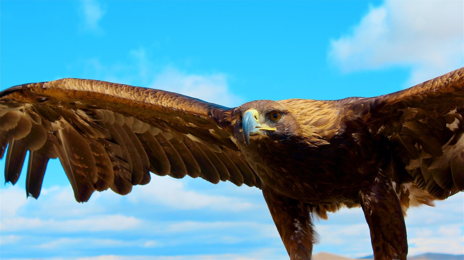 The Largest Bird of Prey That Ever Lived – It Could Carry Off Humans