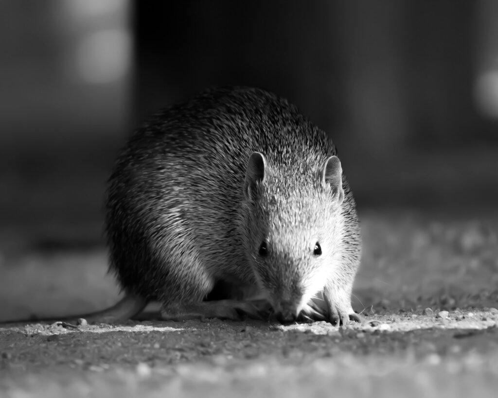 A rat sitting on the ground in a black and white photo