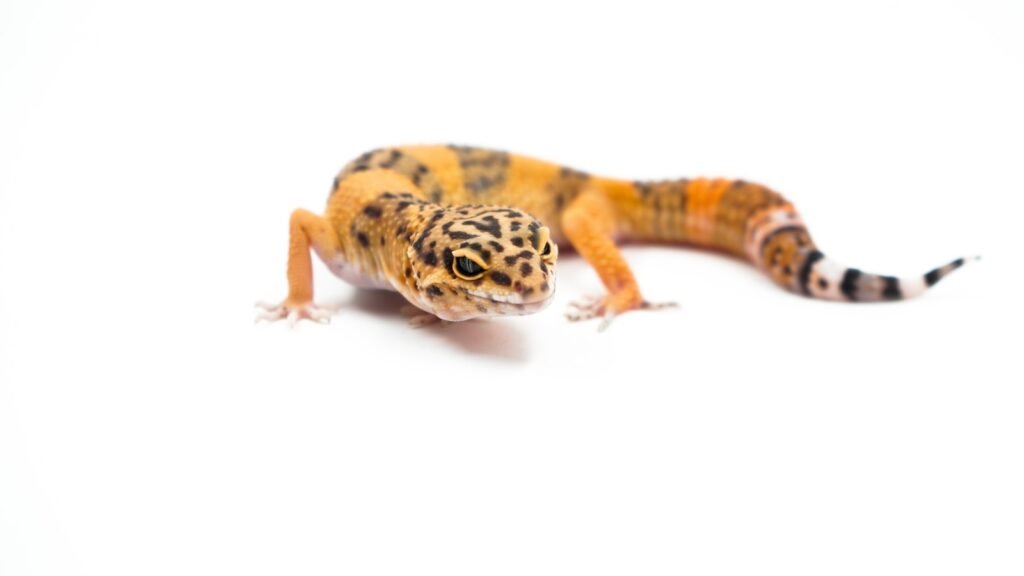 Brightly colored leopard gecko crawling on a clean white surface.