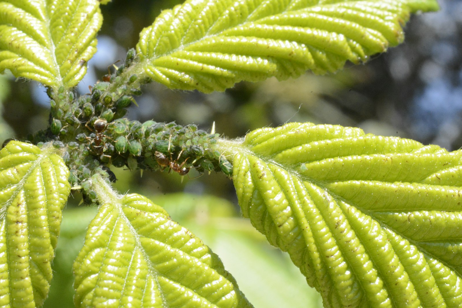 The Crucial Role of Ants in Tropical Rainforests