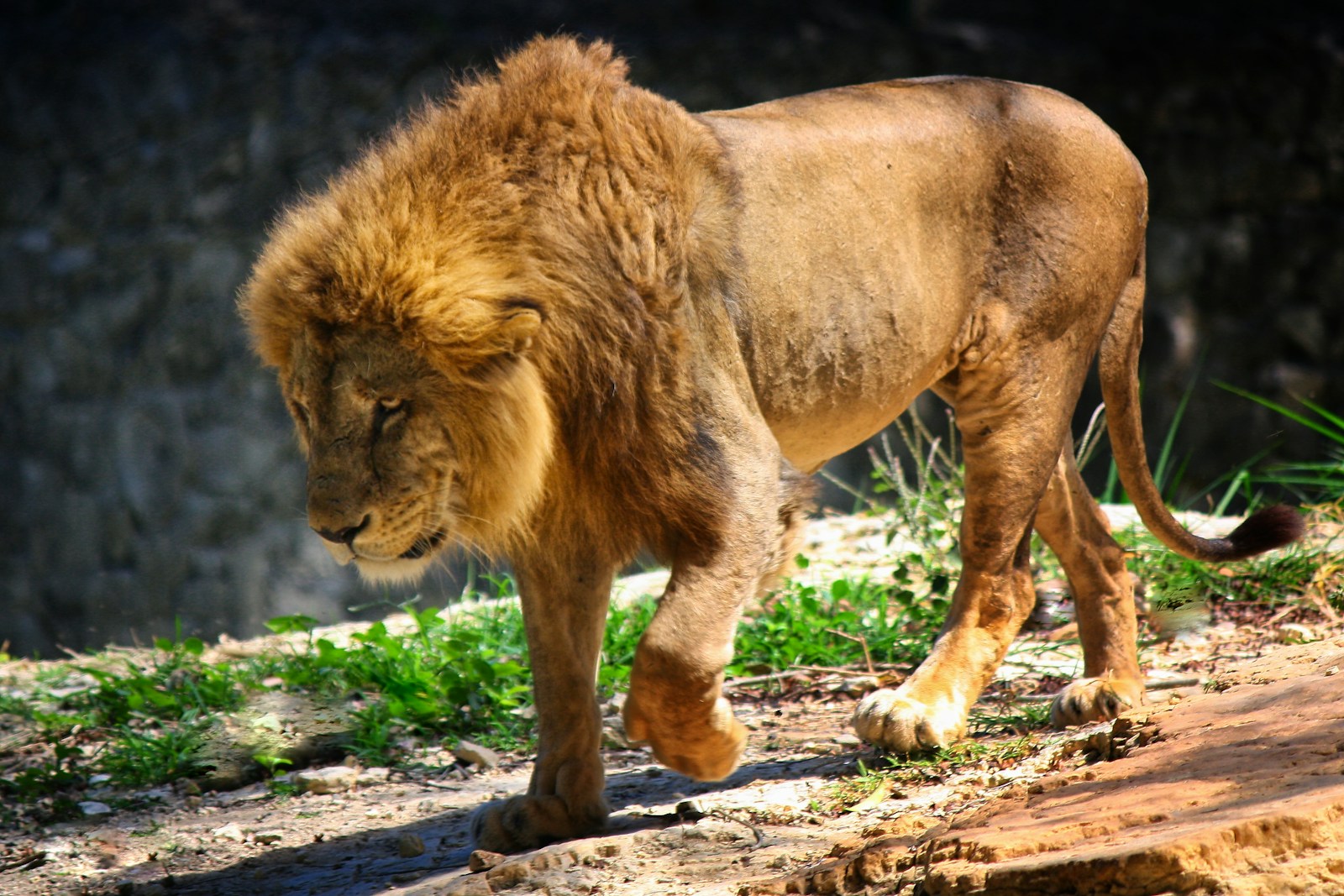 How Climate Change Is Pushing Big Cats Into New Territories
