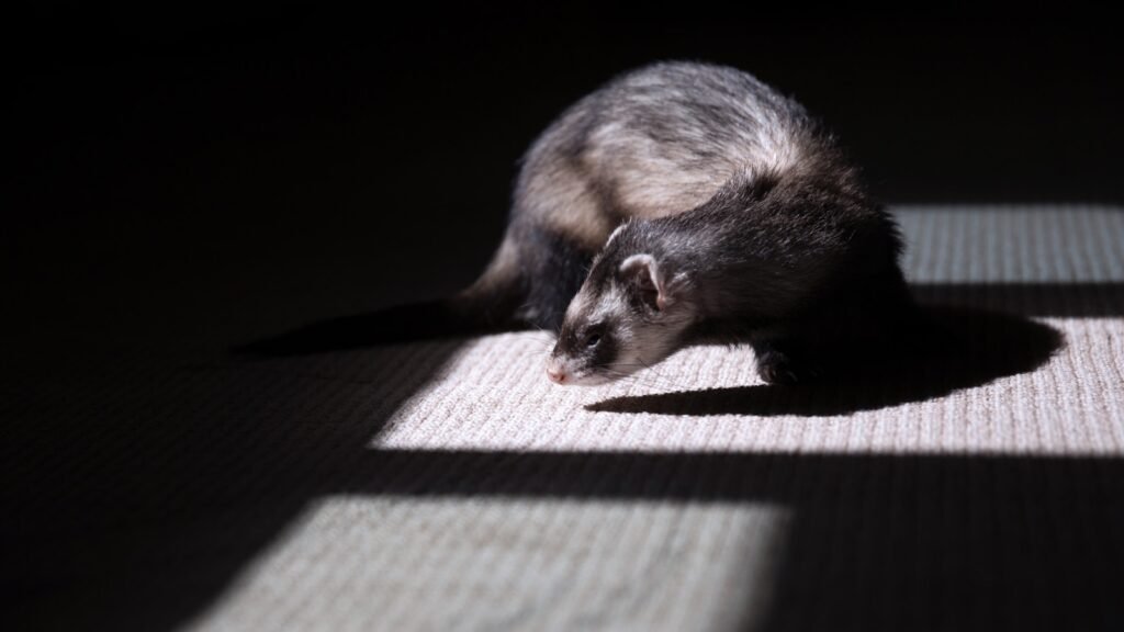 Small ferret with soft, mixed-color fur, standing on a textured surface in sunlight.