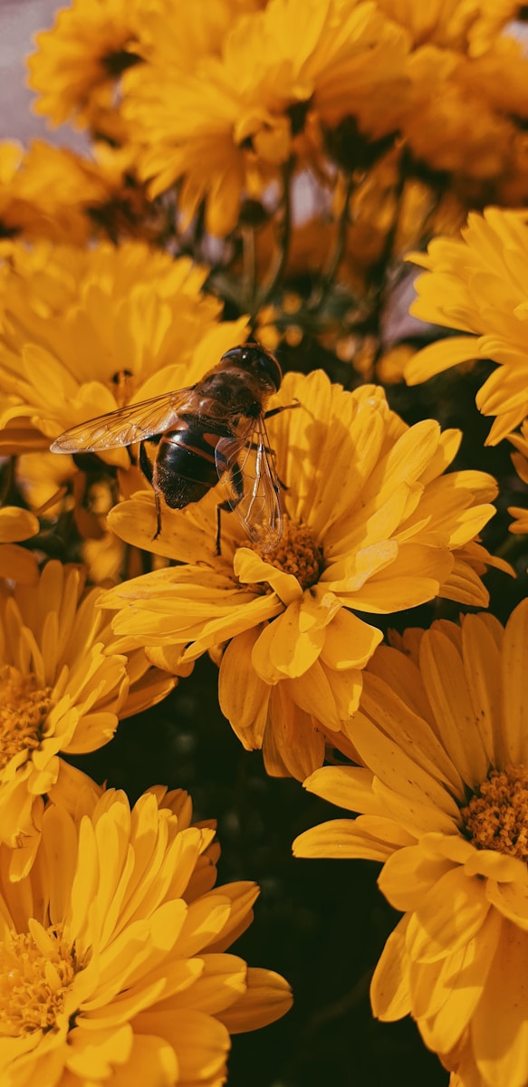 Why Some Moths Play a Bigger Role in Nighttime Pollination Than Bees