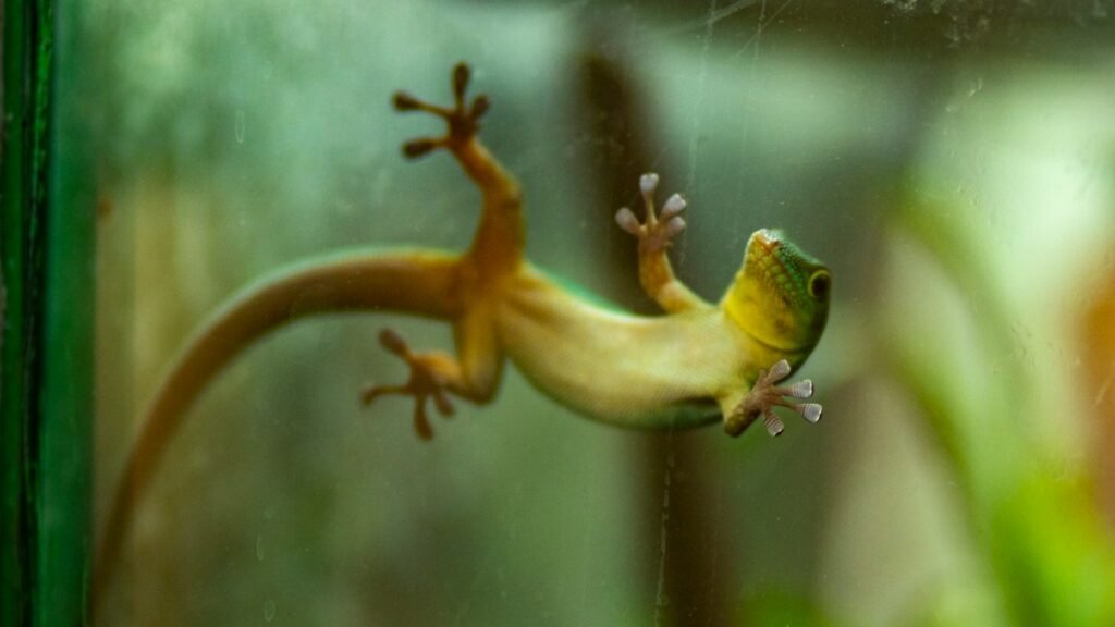 Green lizard on a clear glass panel.