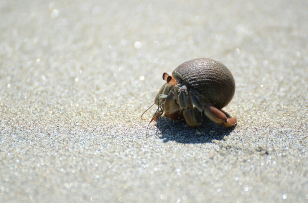 tilt shift lens photography of brown hermit crab