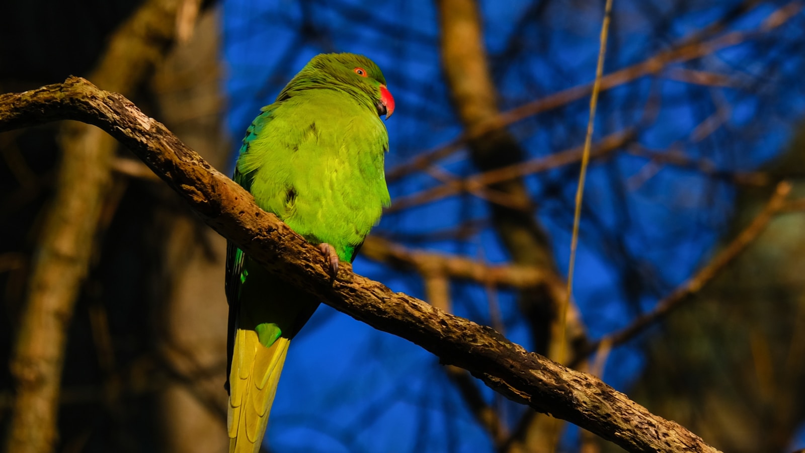 How to Build an Outdoor Aviary for Pet Parrots