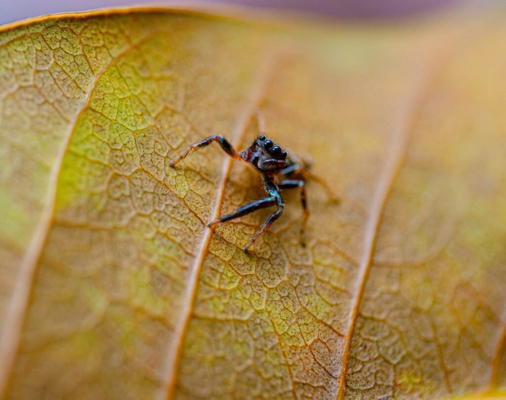 a close up of a bug