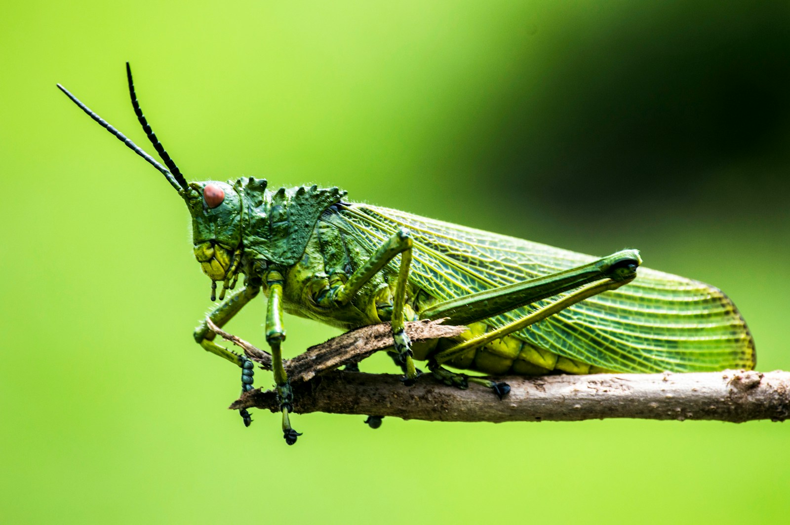 The Insects That Can Imitate Other Animals to Avoid Predators