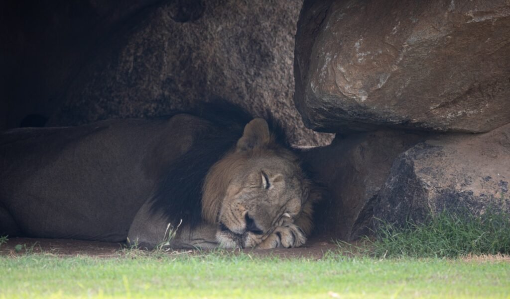 a lion lying in the grass