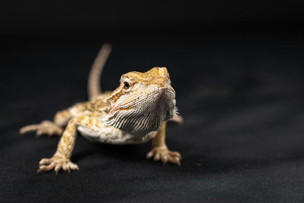 A close up of a small lizard on a black background