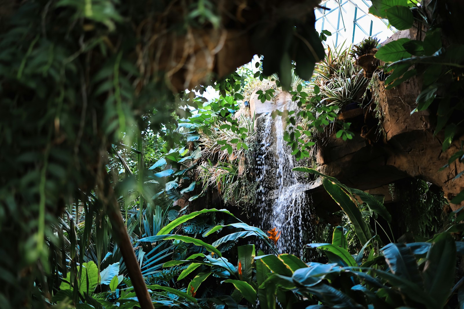 The Toughest Survivor of the Amazon Rainforest