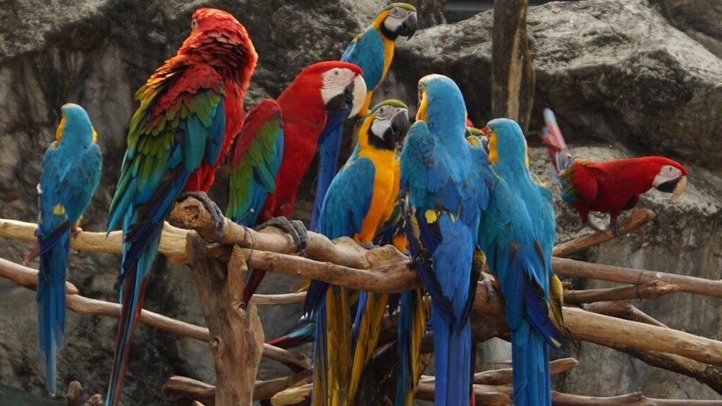 A collection of brightly colored parrots in a natural setting, with a rock formation in the background.