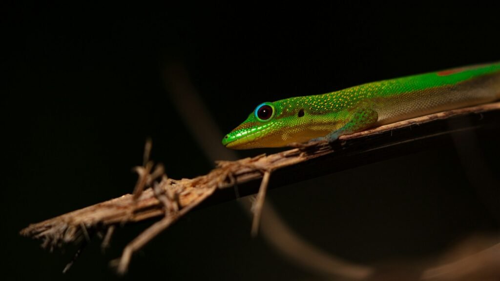 Green lizard on a brown stem in a dark setting.