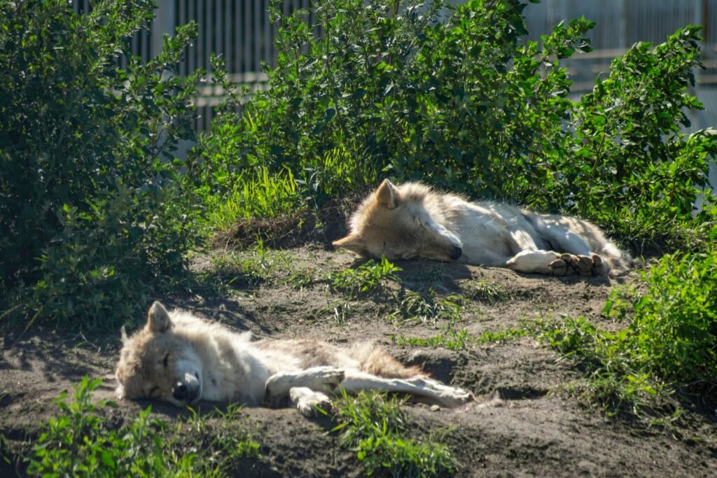 a couple of white dogs laying on top of a dirt field