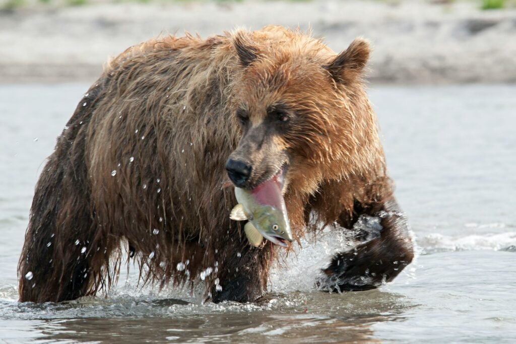 A large brown bear holding a fish in it's mouth