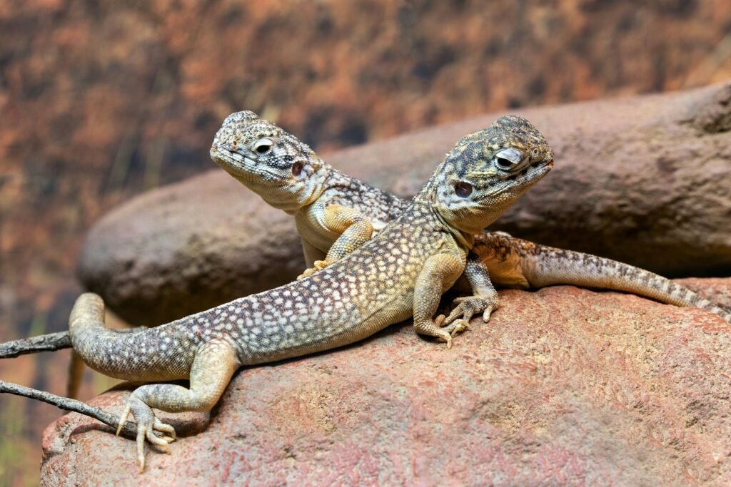 Two lizards appear to be connected.